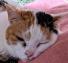はんぺんねこ