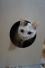 ねこげ(ФωФ)