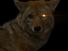 Coyote