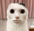 にゃる