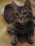 ねこじゃらし