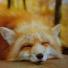 kitsune13