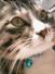 でこ☆ぶゆ猫ママ