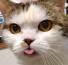 猫猫
