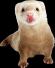 あんこ