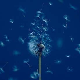 マカロニえんぴつ